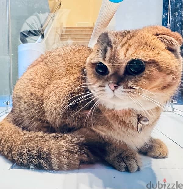 Scottish Fold / Scottish Straight 1