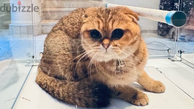 Scottish Fold / Scottish Straight 3