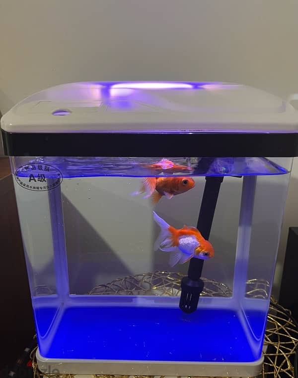 Fish  Tank ( Aquarium ) 0