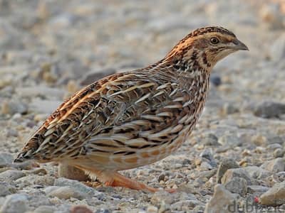 Quail adult and chicks available