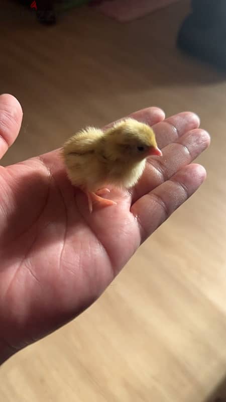 Quail adult and chicks available 1