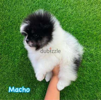 Gorgeous Tricolor Pomeranian .