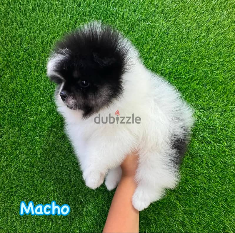 Gorgeous Tricolor Pomeranian . 0