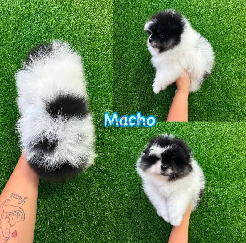 Gorgeous Tricolor Pomeranian . 1