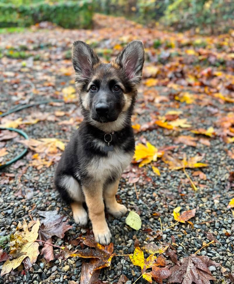 German Shepherd for sale. 1