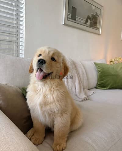 Male Golden Retriever for sale