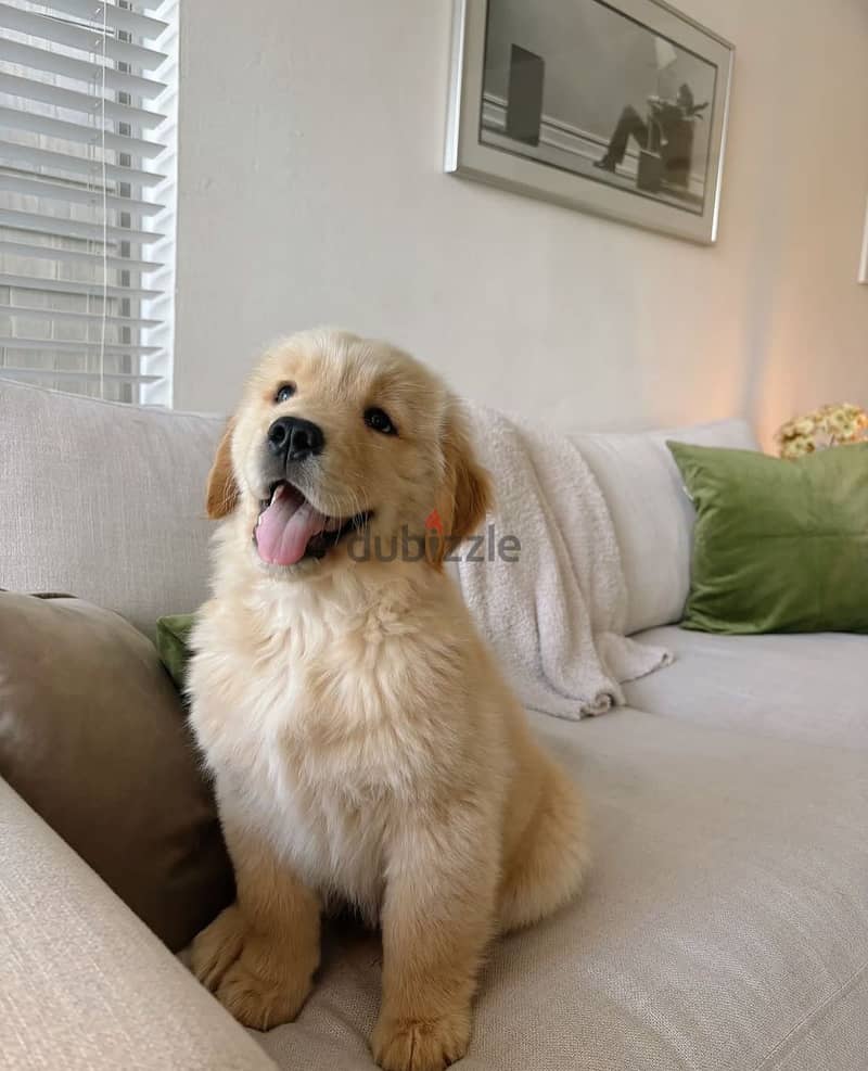 Male Golden Retriever for sale 0