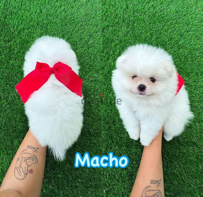 CKC reg. Micro Teacup Pomeranian Puppies for sale with papers 1