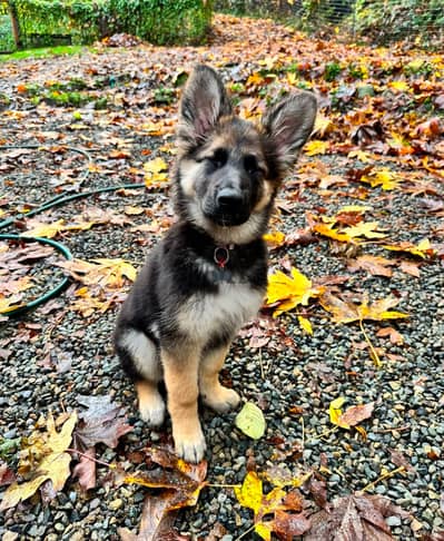 Well Socialized German Shepherd for sale