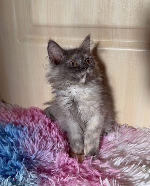 Persian Kitten Female 1