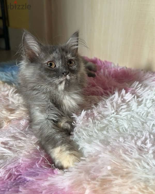 Persian Kitten Female 0