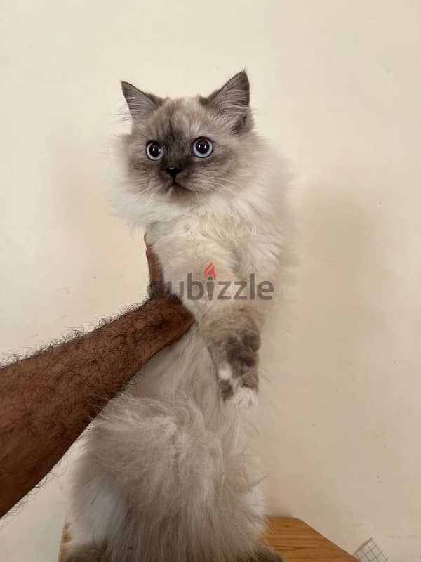 قطط للبيع cats for sale 8