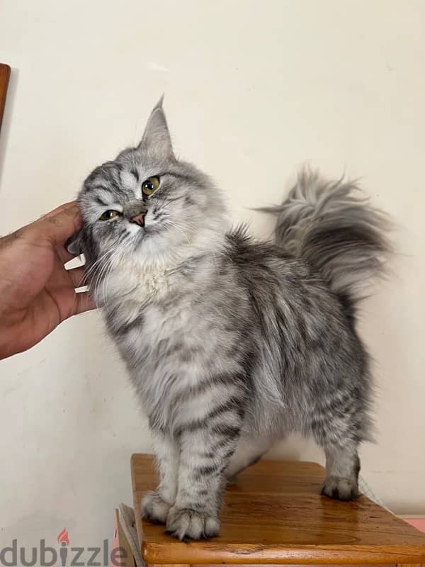 قطط للبيع cats for sale 9