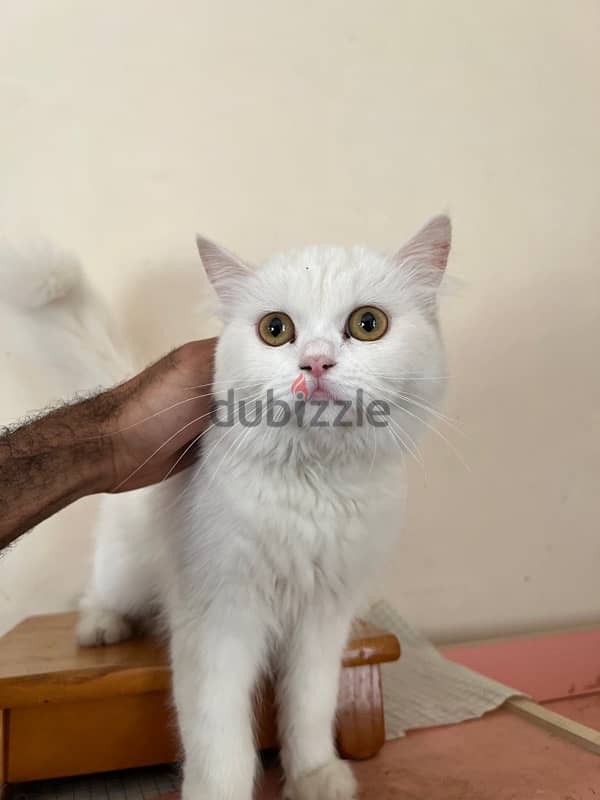 قطط للبيع cats for sale 13