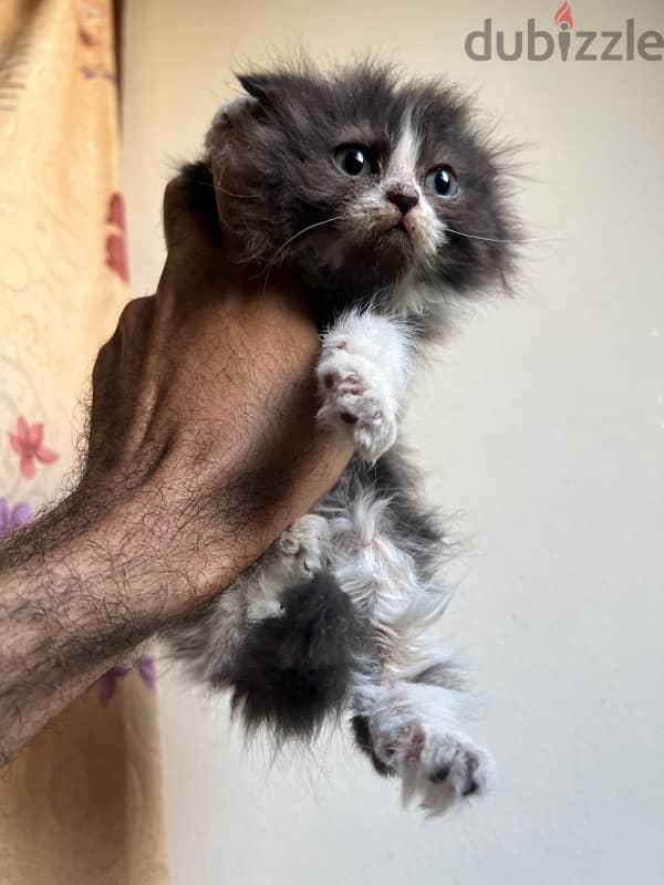 قطط للبيع cats for sale 18