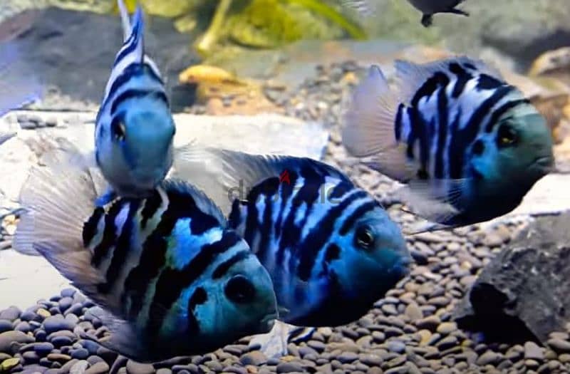 bulu polar parrot fish 0