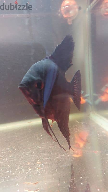 angel fish 0