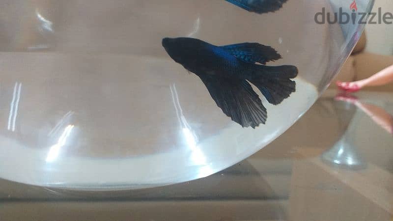 blue half moon matta fish 3