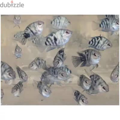 Blue polar parrot fishes for sale