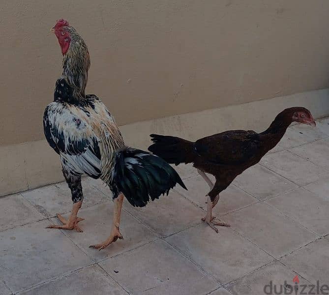 Pakistan chicken male and female good health 1