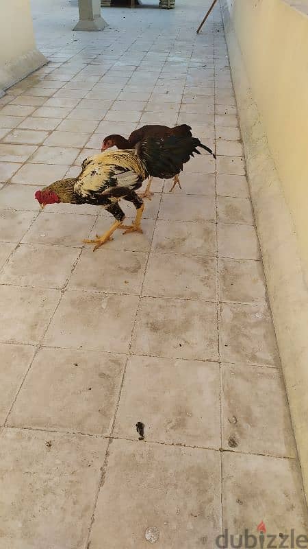 Pakistan chicken male and female good health 2