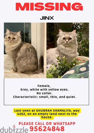 LOST CAT IN GHUBRAH SHAMALIYA