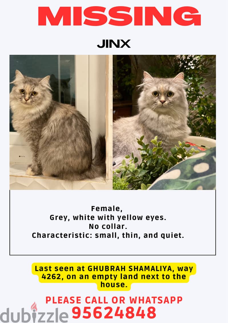 LOST CAT IN GHUBRAH SHAMALIYA 0