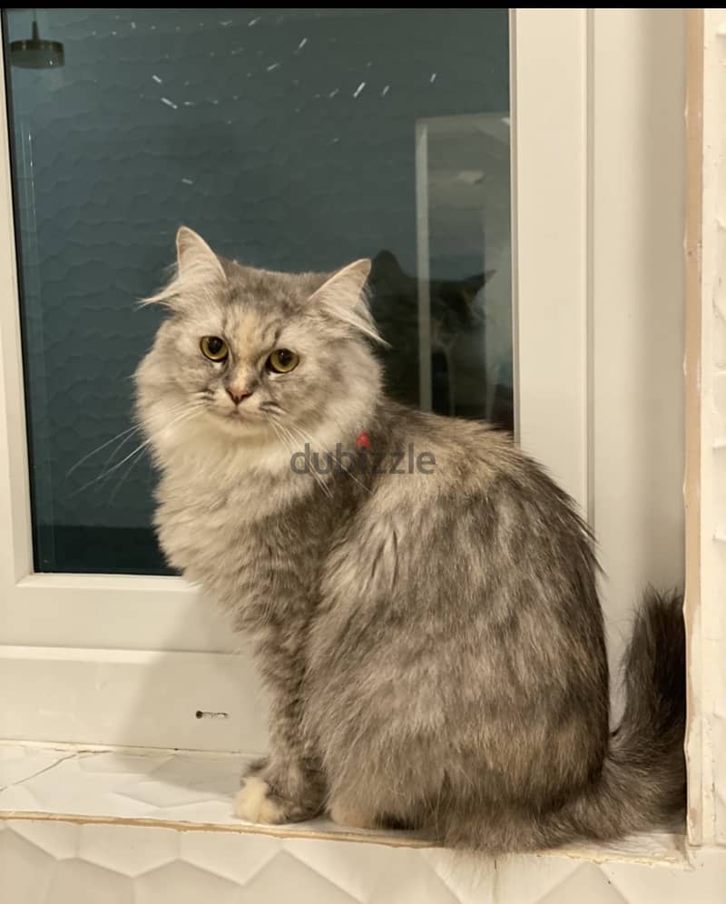 LOST CAT IN GHUBRAH SHAMALIYA 2