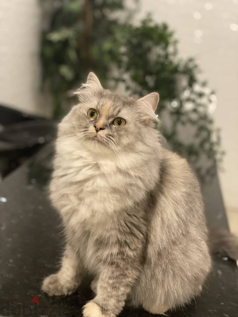 LOST CAT IN GHUBRAH SHAMALIYA 4