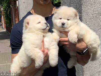 Whatsapp Me +966583921348 Chow Chow Puppies