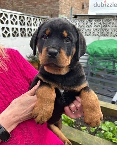 Whatsapp Me +966588993320 Rottweiler Puppies