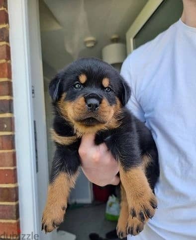 Whatsapp Me +966588993320 Rottweiler Puppies 1