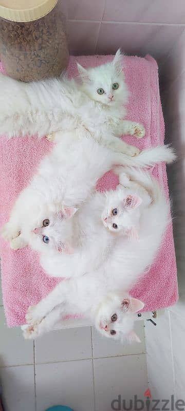 TURKISH ANGORA