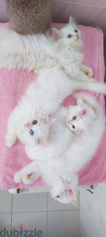 TURKISH ANGORA 1