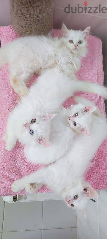 TURKISH ANGORA 2