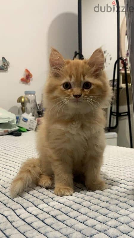 Persian cat 1