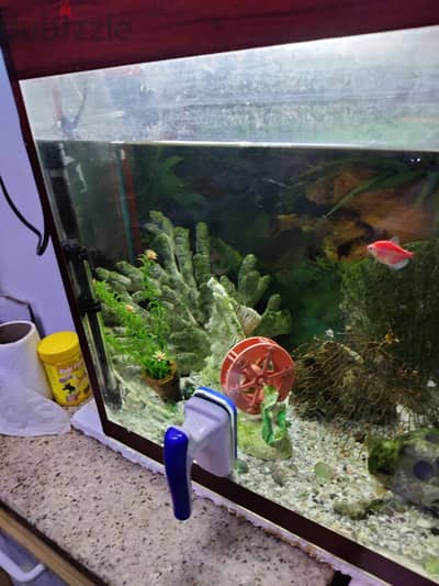 Fish Tank with Accessories Urgent sales