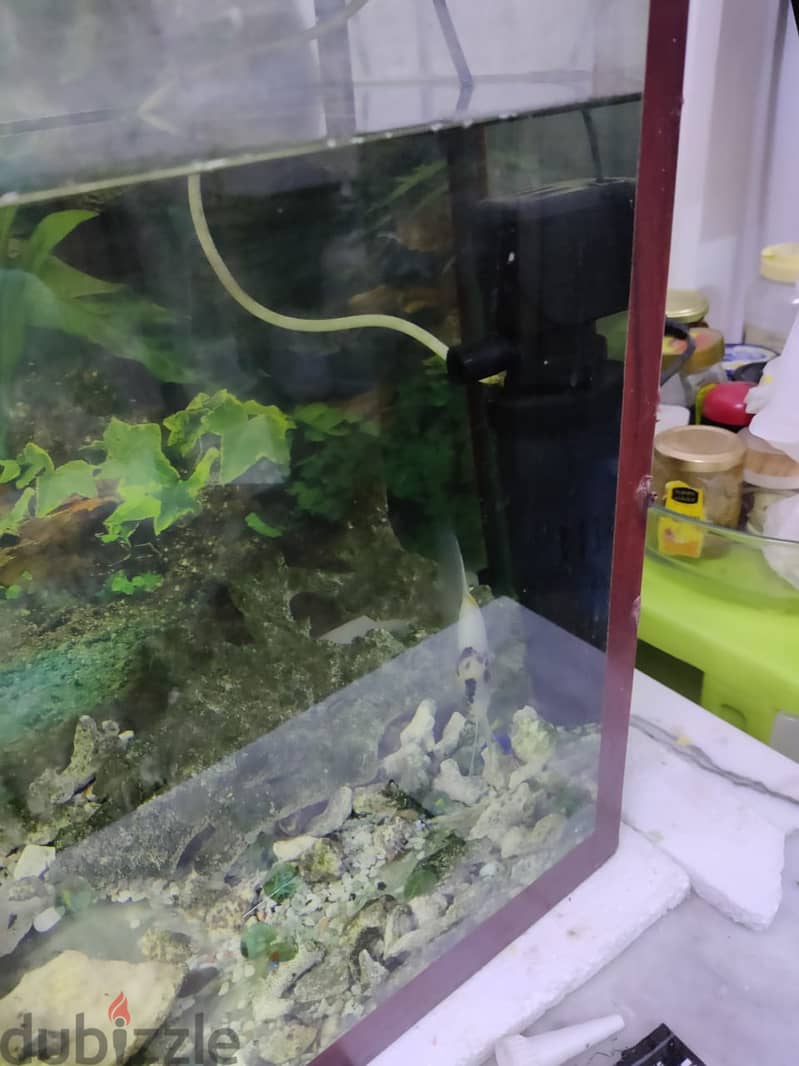 Fish Tank with Accessories Urgent sales 1