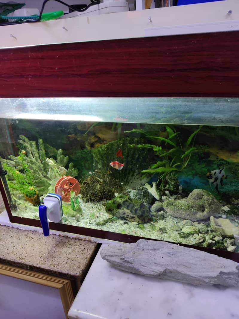 Fish Tank with Accessories Urgent sales 2