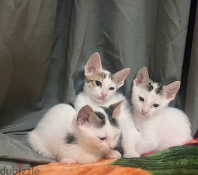 Adorable kittens for adoption