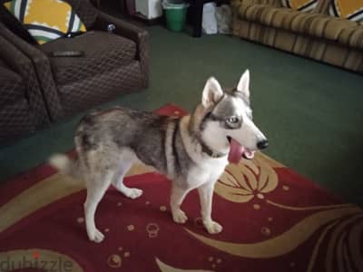 Gentle Husky male for sale