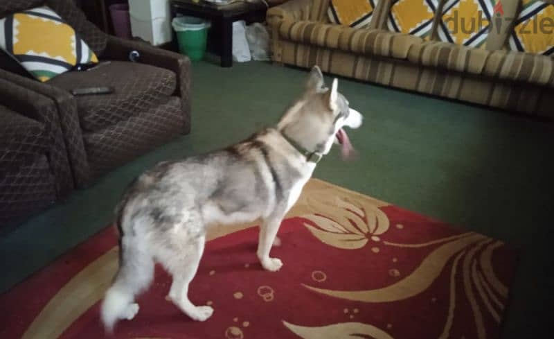 Gentle Husky male for sale 1