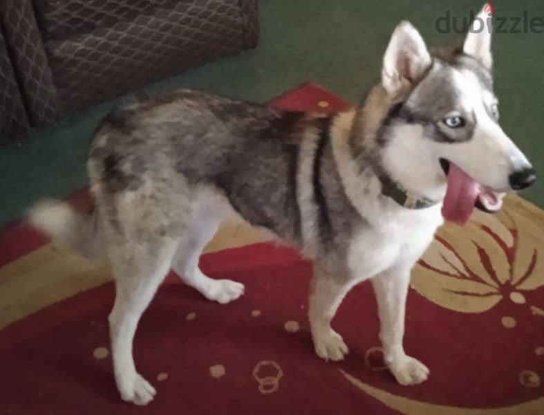 Gentle Husky male for sale 2