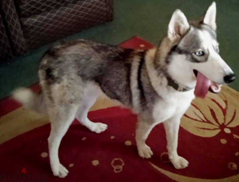 Gentle Husky male for sale 4