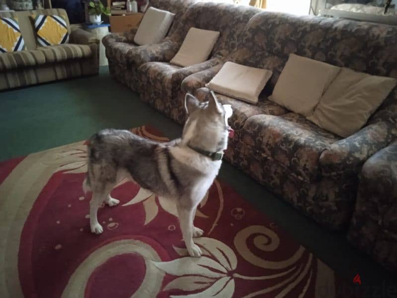 Gentle Husky male for sale 5