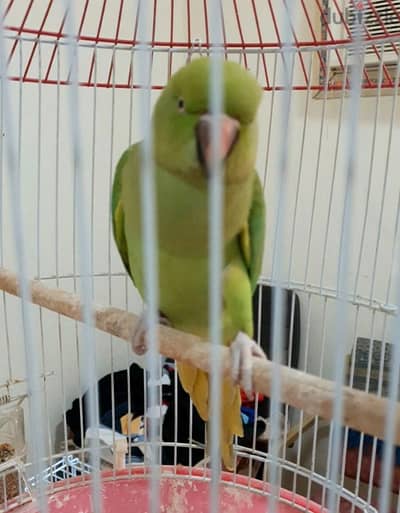 Green Parrot for Sale.