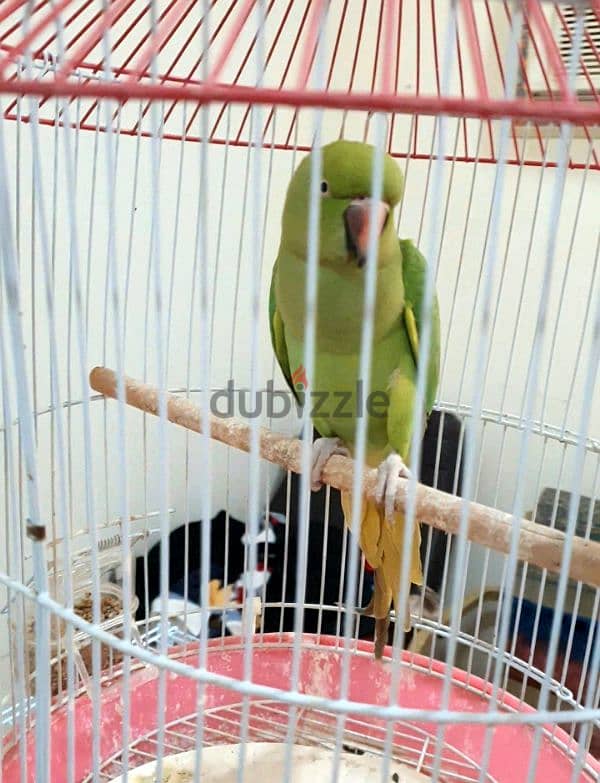 Green Parrot for Sale. 1