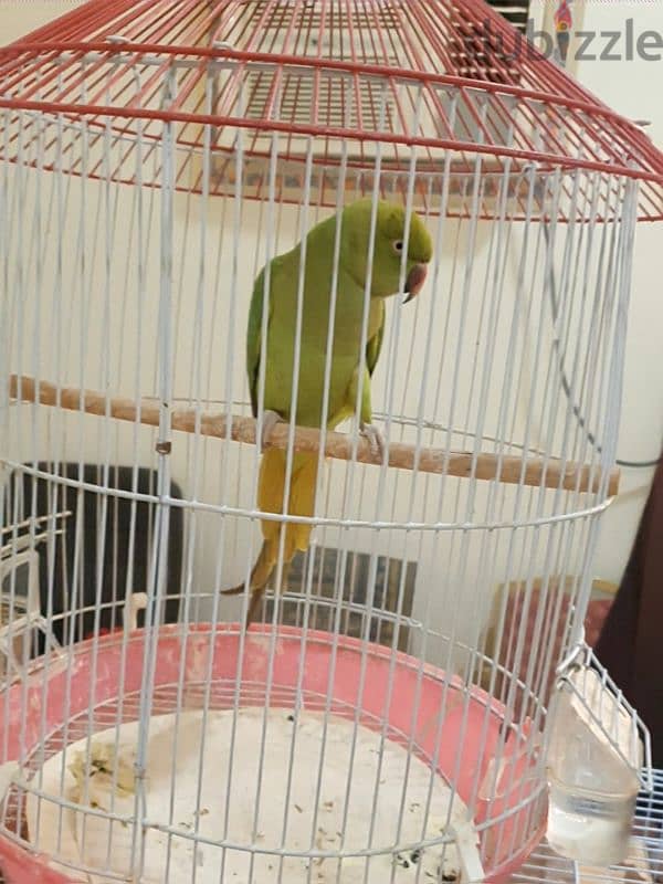 Green Parrot for Sale. 2