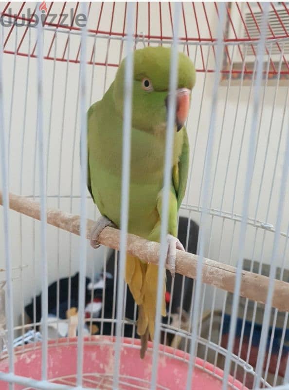 Green Parrot for Sale. 3