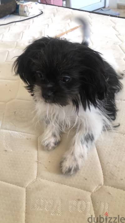 Shih Tzu for Sale